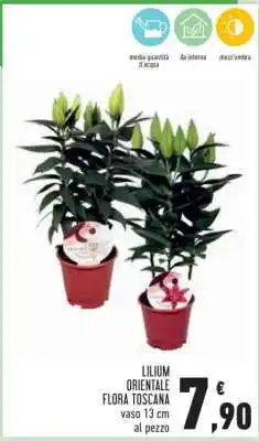 Conad Lilium Orientale Flora Toscana offerta