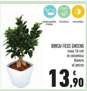 Conad Superstore Bonsai ficus ginseng offerta