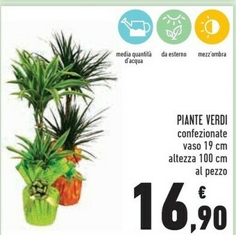 Conad Superstore Piante verdi offerta
