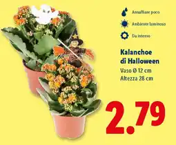 Lidl Kalanchoe di Halloween offerta