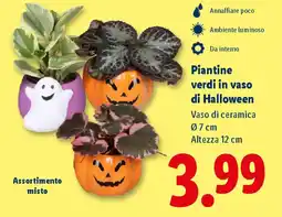 Lidl Piantine verdi in vaso di Halloween offerta