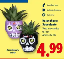 Lidl Kalanchoe o Succulente offerta