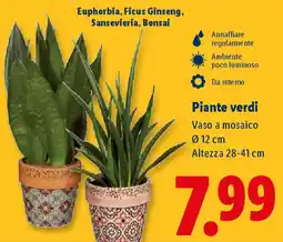 Lidl Piante verdi offerta