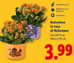 Lidl Kalanchoe in vaso di Halloween offerta