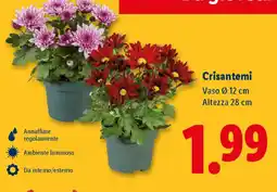 Lidl Crisantemi offerta