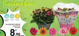 Spazio Conad Kalanchoe 5 colori offerta
