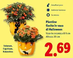 Lidl Piantine fiorite in vaso di Halloween offerta
