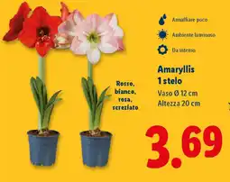 Lidl Amaryllis 1 stelo offerta