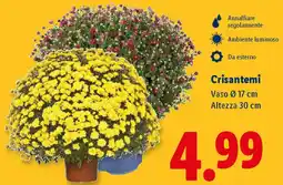 Lidl Crisantemi offerta