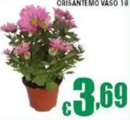 Sacoph Crisantemo vaso 18 offerta
