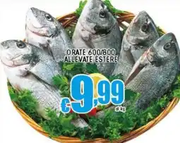 Sacoph Orate 600/800 allevate estere offerta