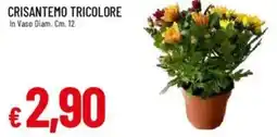 IperFamila Crisantemo tricolore offerta