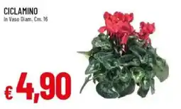 IperFamila Ciclamino offerta