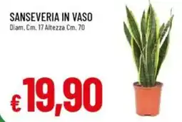 IperFamila Sanseveria in vaso offerta