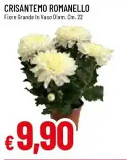 IperFamila Crisantemo romanello offerta