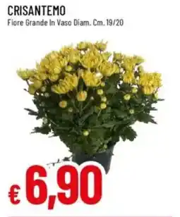 IperFamila Crisantemo offerta