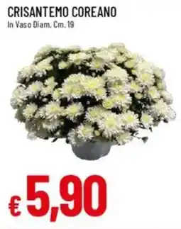 IperFamila Crisantemo coreano offerta