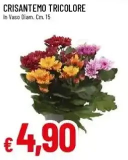 IperFamila Crisantemo tricolore offerta