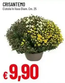 IperFamila Crisantemo offerta
