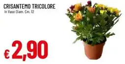 Galassia Crisantemo tricolore offerta