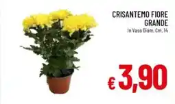 Galassia Crisantemo fiore grande offerta