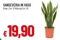 Galassia Sanseveria in vaso offerta