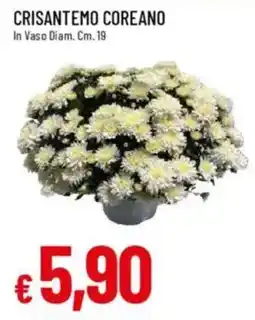 Galassia Crisantemo coreano offerta