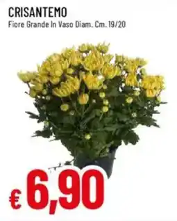 Galassia Crisantemo offerta