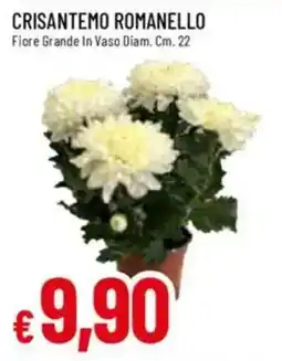 Galassia Crisantemo romanello offerta