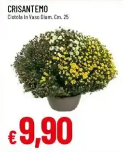 Galassia Crisantemo offerta