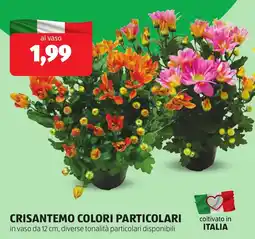 ALDI Crisantemo colori particolari offerta