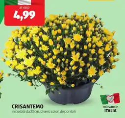 ALDI Crisantemo offerta