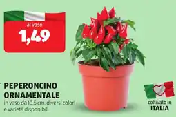 ALDI Peperoncino ornamentale offerta