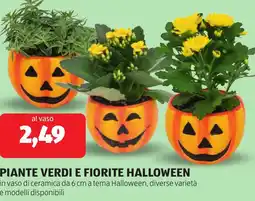 ALDI Piante verdi e fiorite halloween offerta