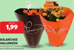 ALDI Kalanchoe halloween offerta