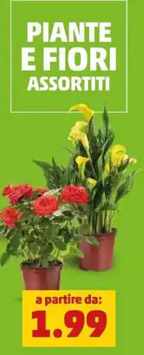 PENNY Piante e fiori assortiti offerta