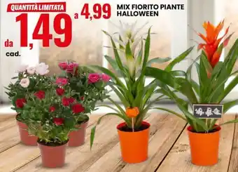 Eurospin Mix fiorito piante halloween offerta