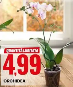 Eurospin Orchidea offerta