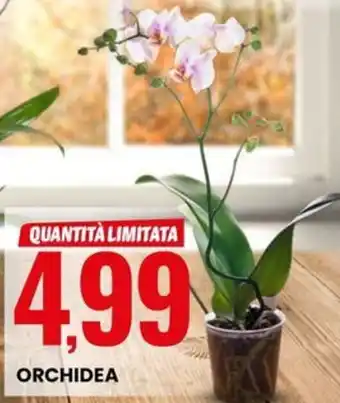 Eurospin Orchidea offerta
