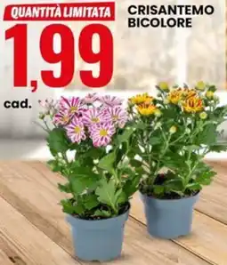 Eurospin Crisantemo bicolore offerta