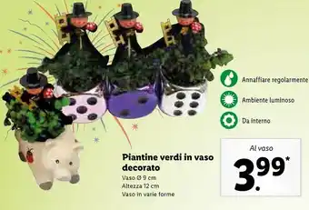 Lidl Piantine verdi in vaso decorato offerta