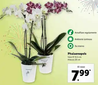 Lidl Phalaenopsis vaso offerta