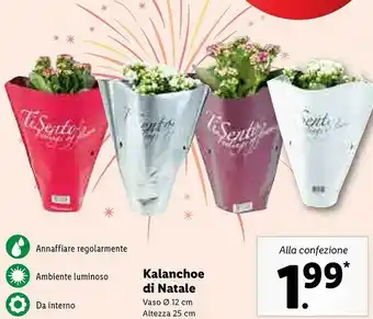Lidl Kalanchoe di natale vaso 12 cm offerta