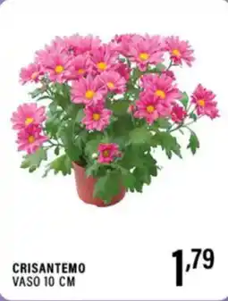 Gecop Crisantemo vaso 10 cm offerta