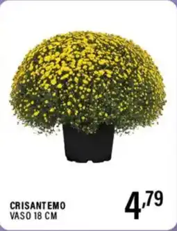 Gecop Crisantemo vaso 18 cm offerta