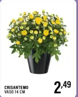 Gecop Crisantemo vaso 14 cm offerta