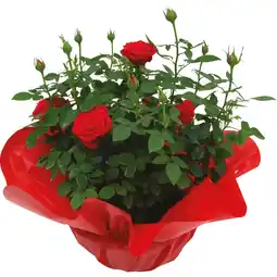 Ipercoop ROSA CIOTOLA offerta
