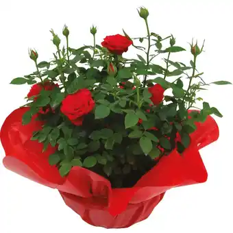 Ipercoop ROSA CIOTOLA offerta
