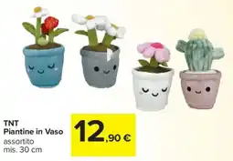 Carrefour TNT Piantine in Vaso offerta
