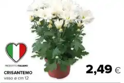 Tigre Crisantemo offerta